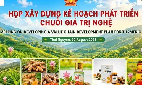 Thái Nguyên xây dựng kế hoạch nâng cấp chuỗi giá trị dong riềng, nghệ và bí xanh thơm