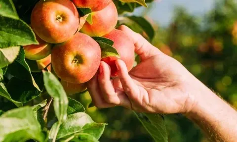 Hóa chất trong kiểm nghiệm nông nghiệp: Mắt xích quyết định độ tin cậy của dữ liệu an toàn thực phẩm