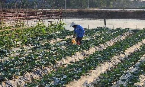 Hà Tĩnh: Linh hoạt để sản xuất rau vụ Đông