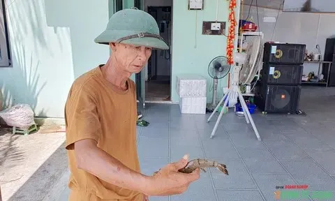 Vùng nuôi thủy sản Tân Thành (Hải Phòng) - Bài cuối: Khắc khoải chờ hồi sinh
