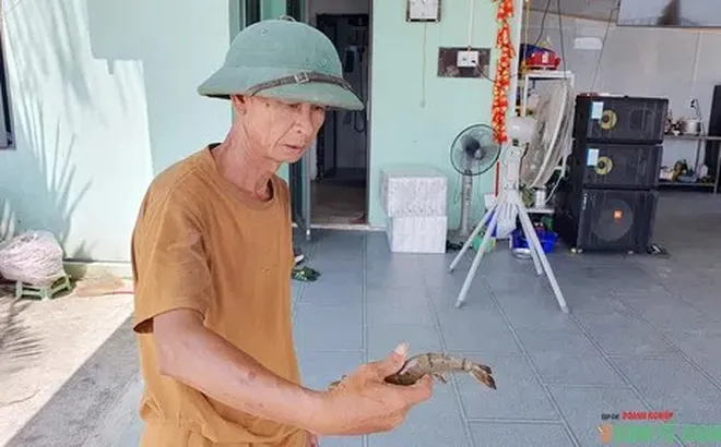 Vùng nuôi thủy sản Tân Thành (Hải Phòng) - Bài cuối: Khắc khoải chờ hồi sinh